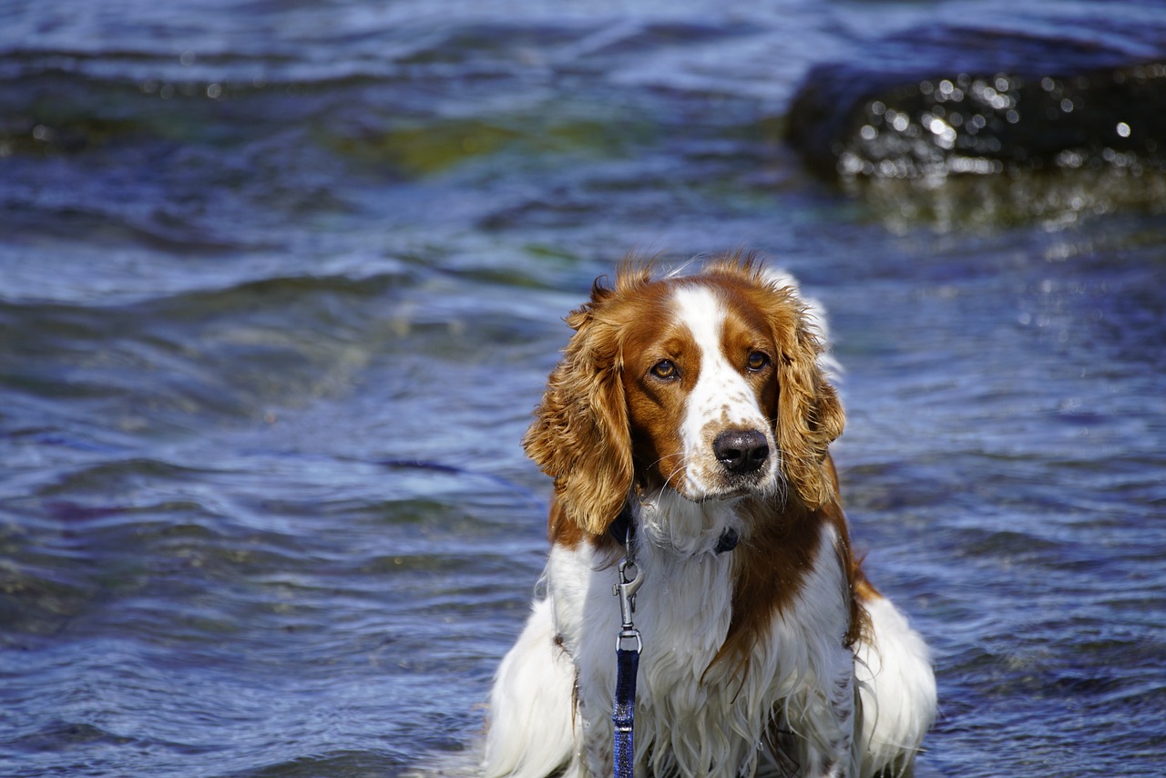 How Often Should You Bathe Your Pet?